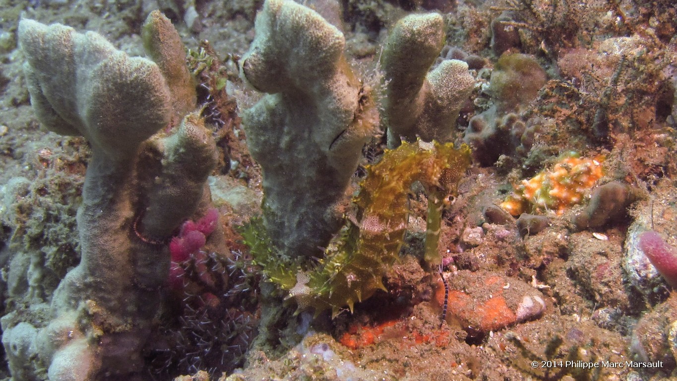 /ecran/Indonesie_2014_0261.jpg