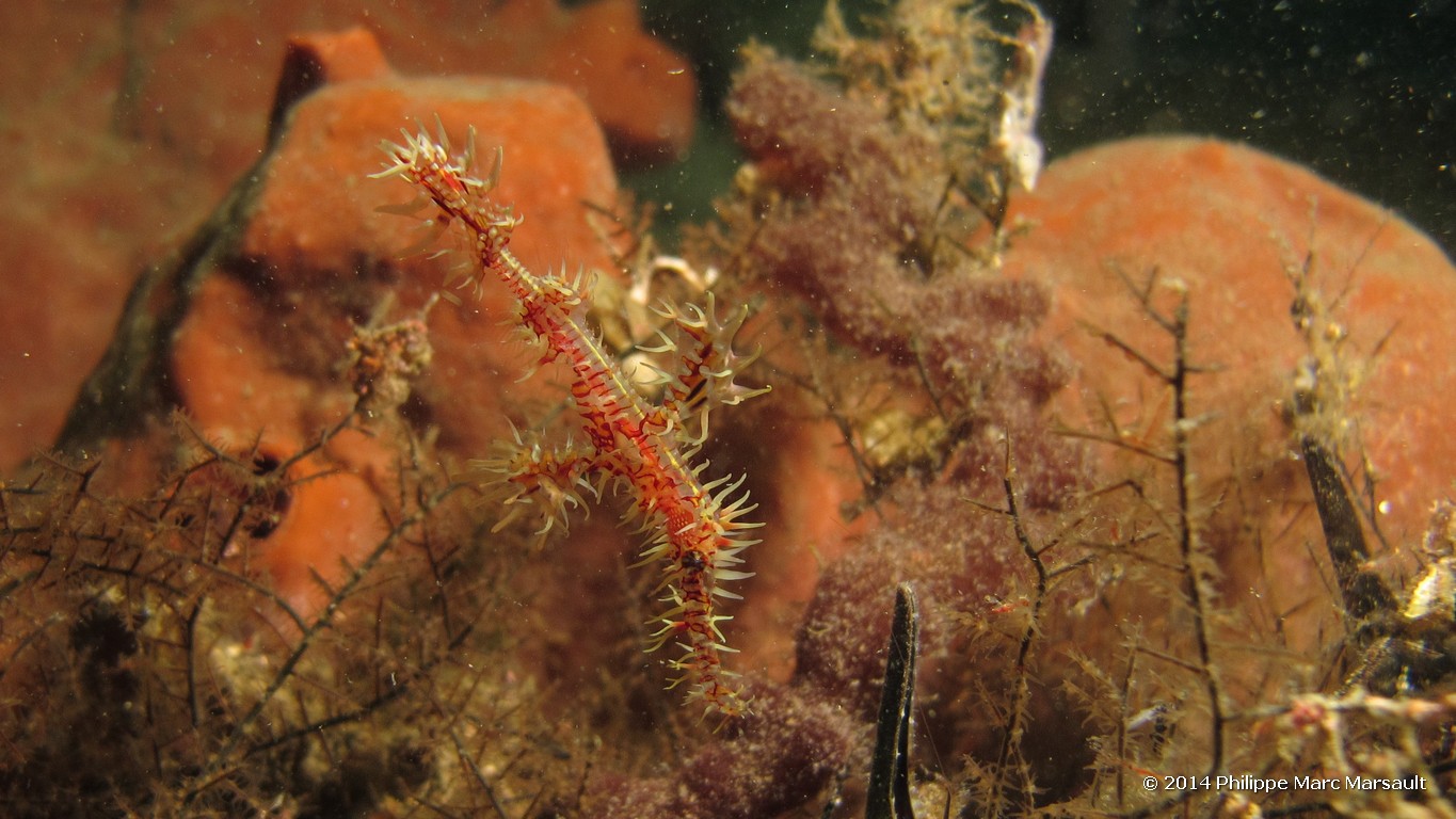 /ecran/Indonesie_2014_0281.jpg