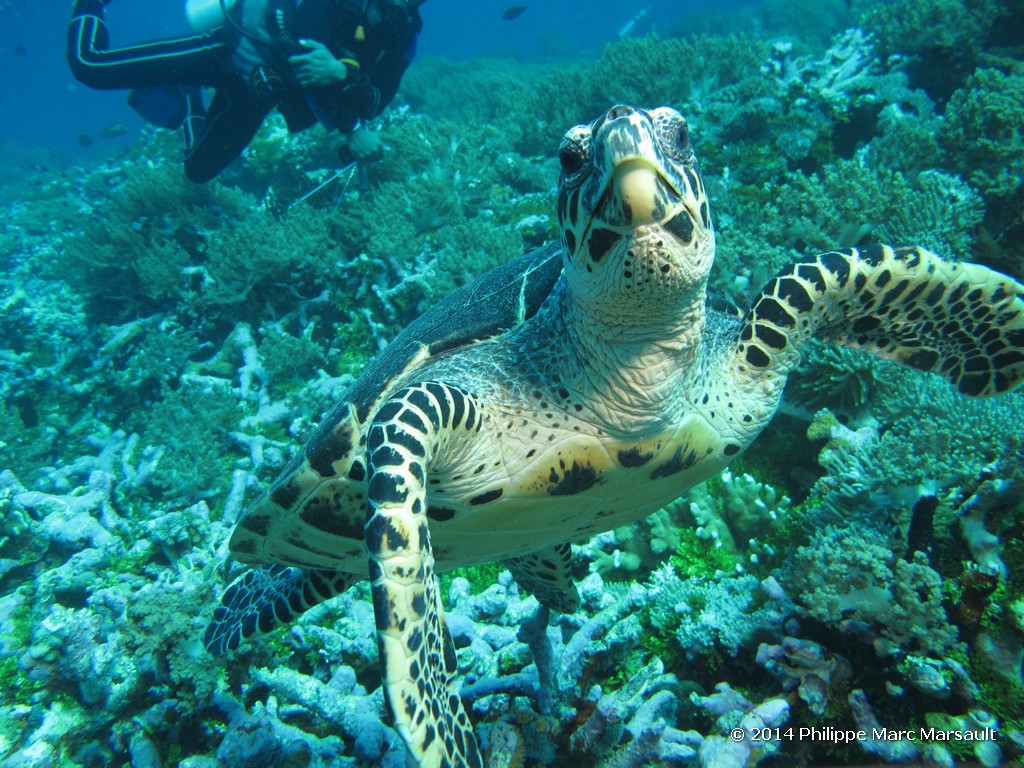 /ecran/Indonesie_2014_0452.jpg