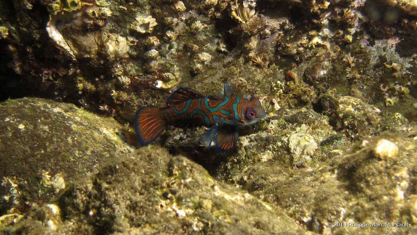 /ecran/Indonesie_2014_0594.jpg