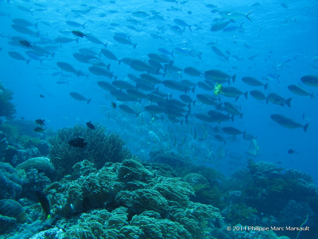/ecran/Indonesie_2014_0752.jpg