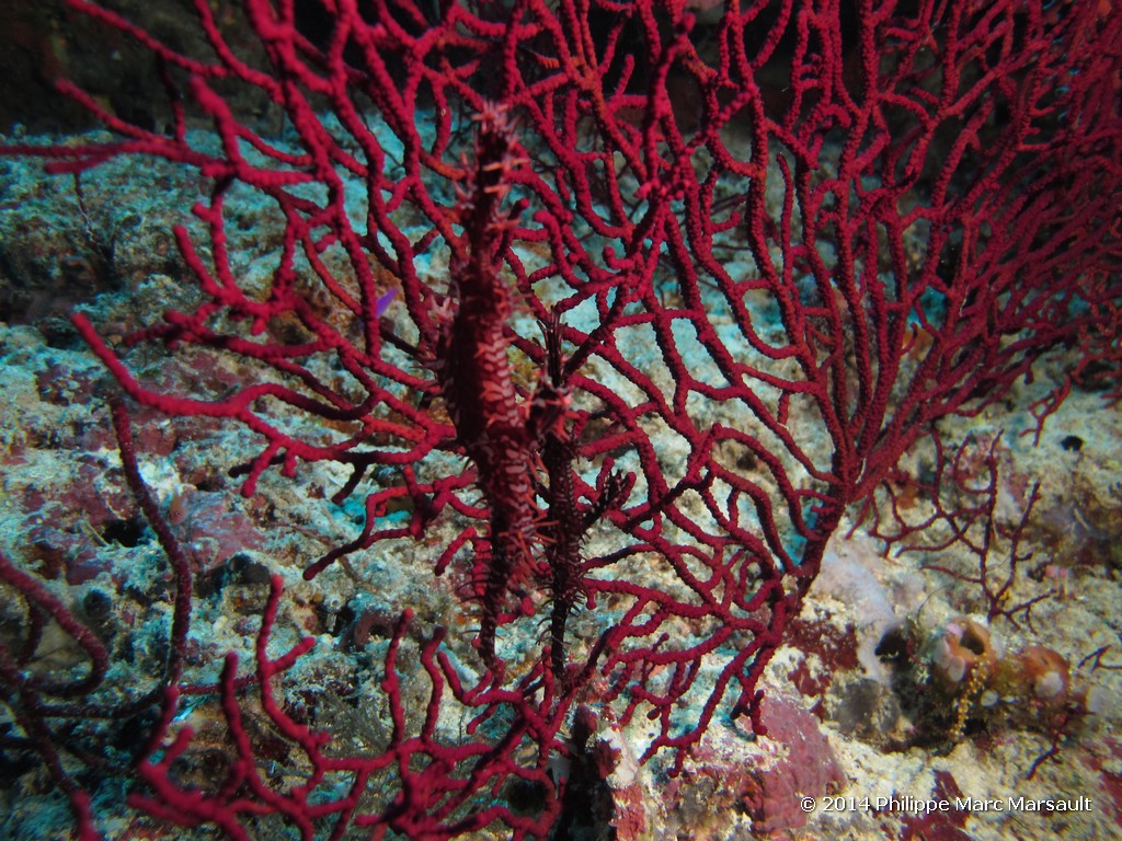 /ecran/Indonesie_2014_0827.jpg