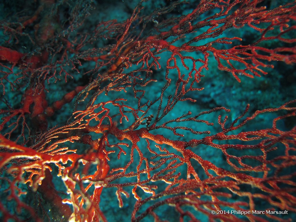 /ecran/Indonesie_2014_0895.jpg