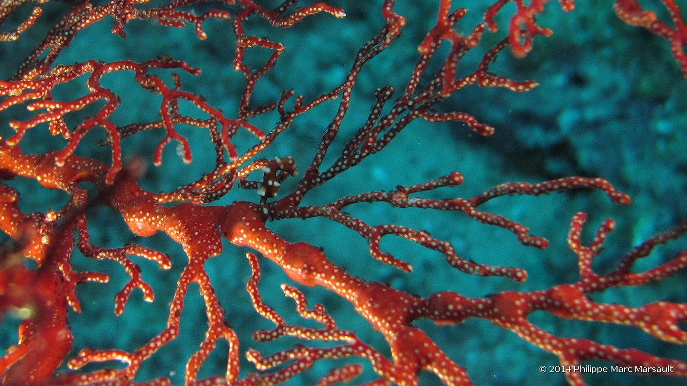 /ecran/Indonesie_2014_0896.jpg