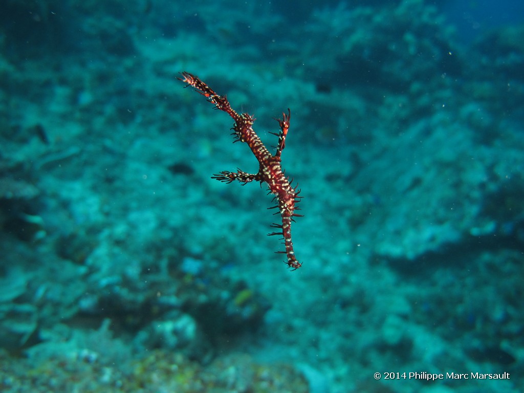 /ecran/Indonesie_2014_0897.jpg