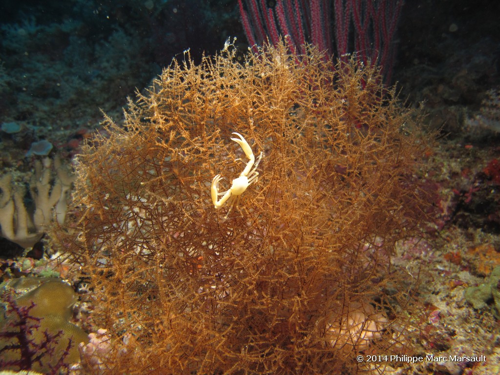 /ecran/Indonesie_2014_0948.jpg