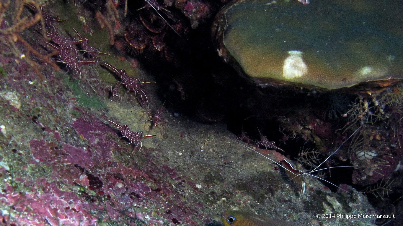 /ecran/Indonesie_2014_0954.jpg