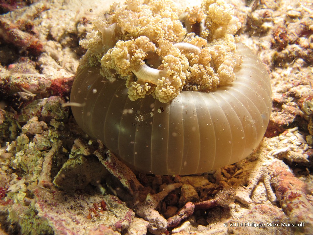 /ecran/Indonesie_2014_1065.jpg