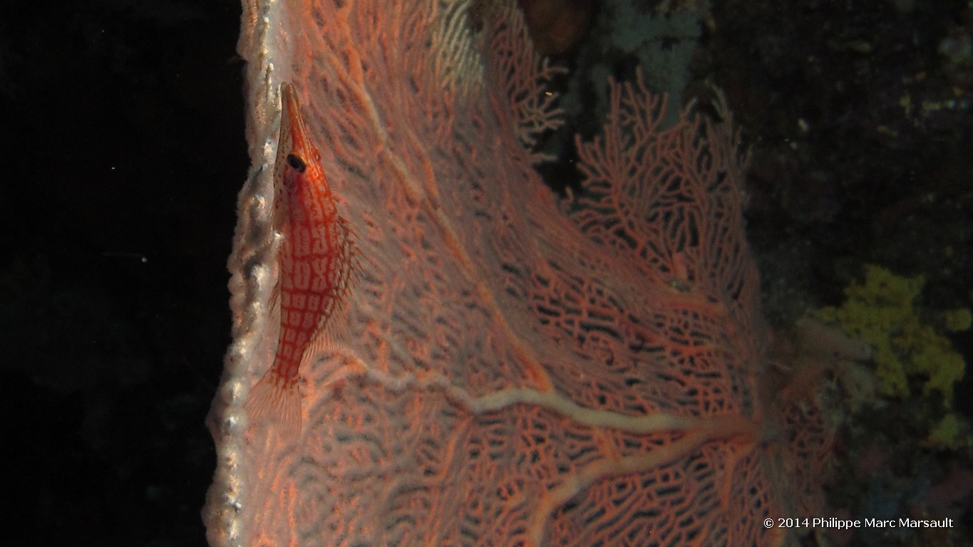 /ecran/Indonesie_2014_1096.jpg