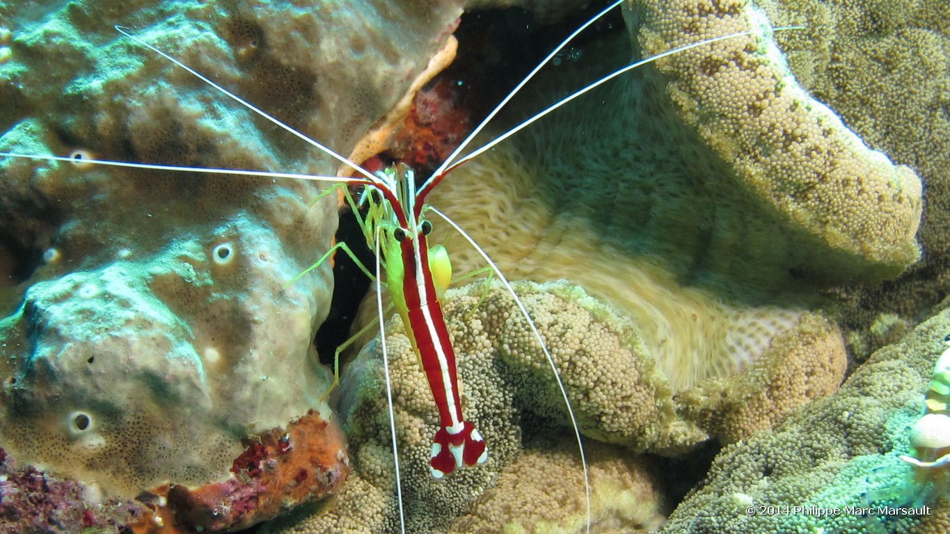 /ecran/Indonesie_2014_1115.jpg