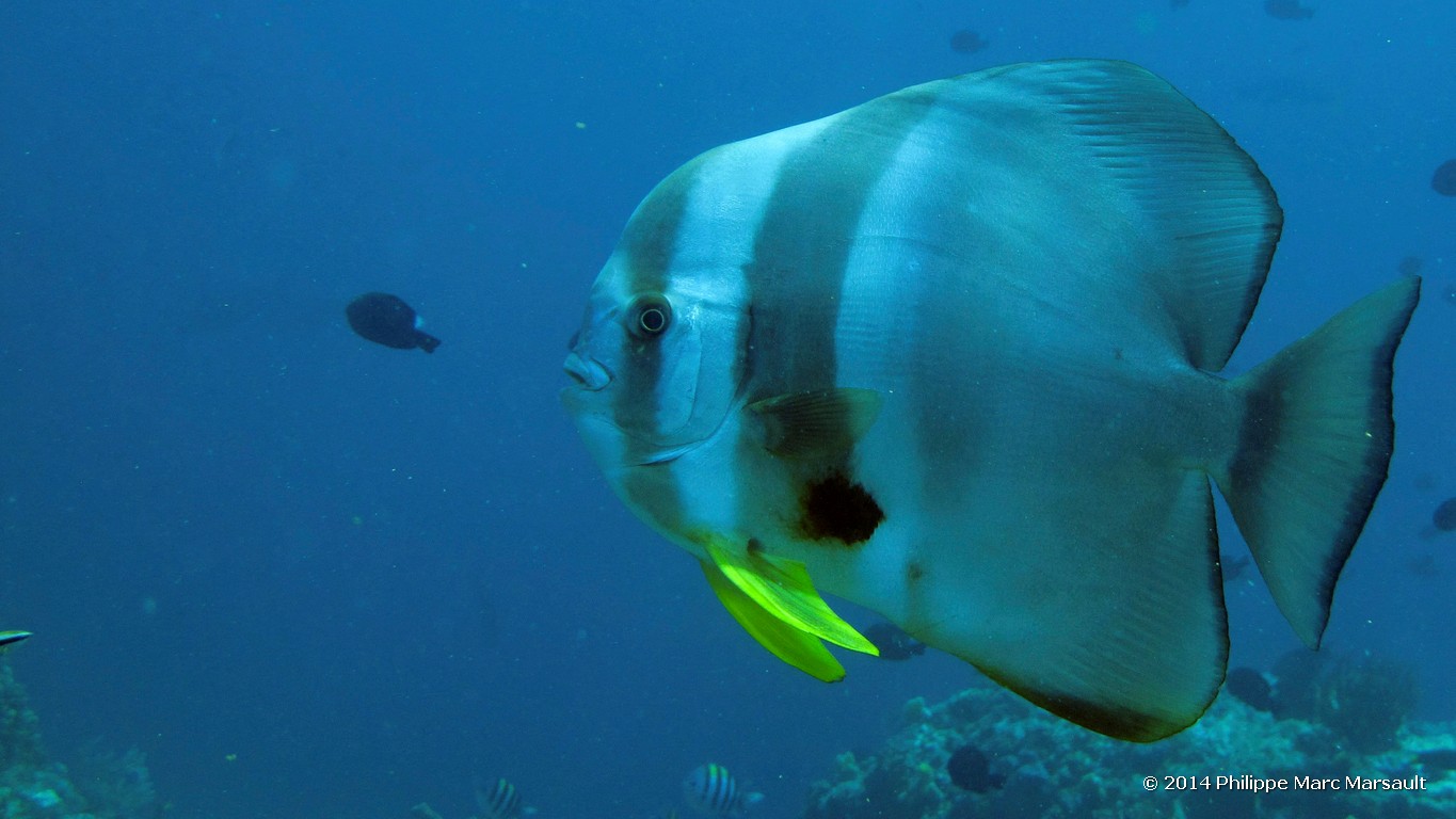 /ecran/Indonesie_2014_1128.jpg