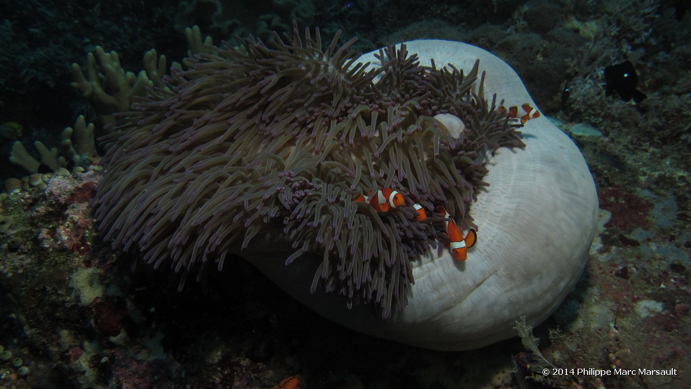 /ecran/Indonesie_2014_1204.jpg