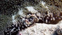 vignette Indonesie_2014_0403.jpg 