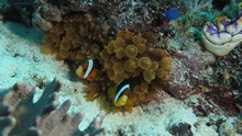 vignette Indonesie_2014_0961.jpg 