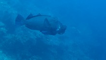 vignette Indonesie_2014_0965.jpg 