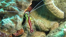 vignette Indonesie_2014_1115.jpg 