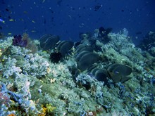 vignette Indonesie_2014_1126.jpg 