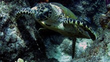 vignette Indonesie_2014_1160.jpg 