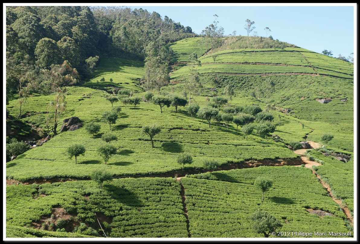 /ecran/Sri_Lanka_0490.jpg