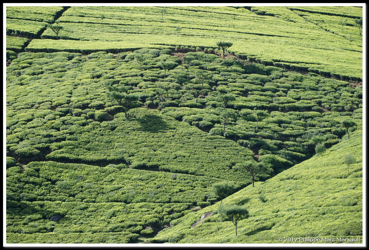/ecran/Sri_Lanka_0495.jpg