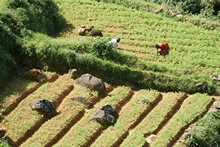 vignette Sri_Lanka_0516.jpg 