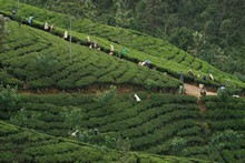 vignette Sri_Lanka_0544.jpg 