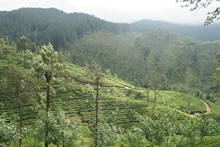vignette Sri_Lanka_0559.jpg 