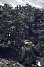 vignette Syrie_Liban_044.jpg