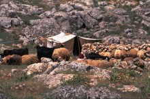 vignette Syrie_Liban_086.jpg