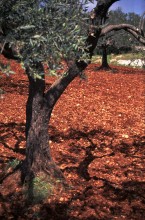 vignette Syrie_Liban_093.jpg