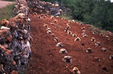 vignette Syrie_Liban_094.jpg