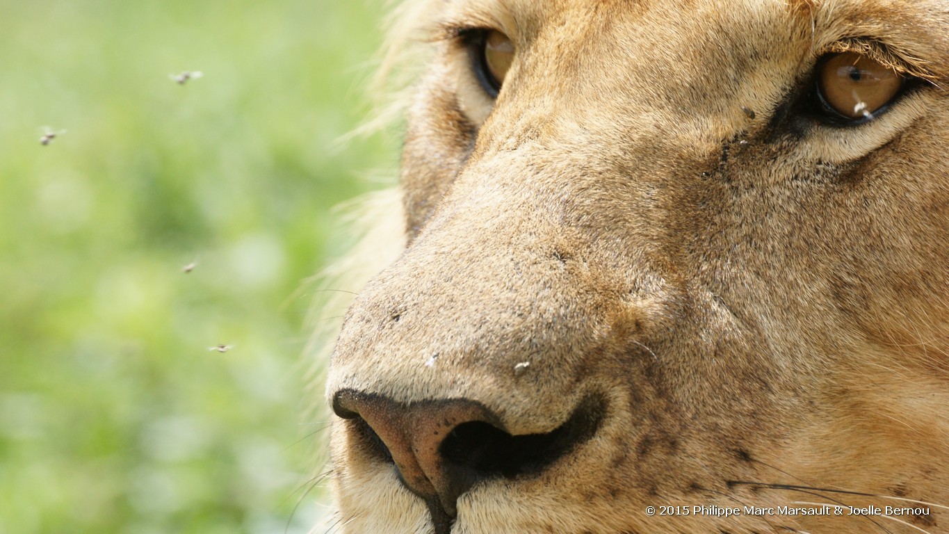 /ecran/Tanzanie_2015_0344.jpg