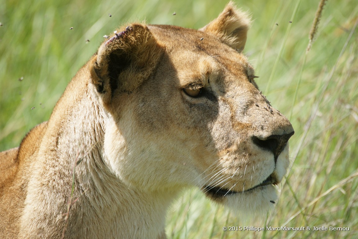 /ecran/Tanzanie_2015_0726.jpg