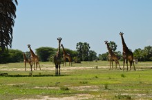 vignette Tanzanie_2015_1663.jpg 