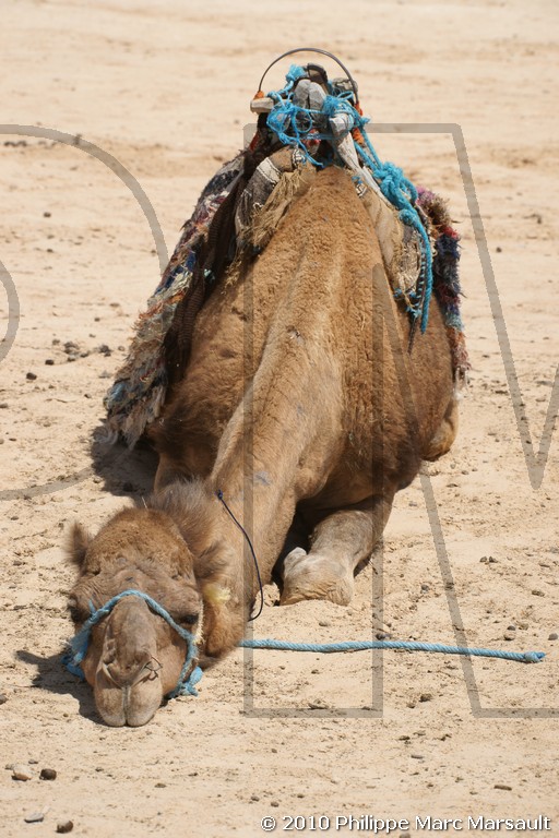 /ecran/Tunisie_0728.jpg