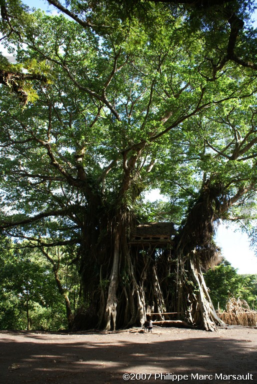 /ecran/Vanuatu_499.jpg