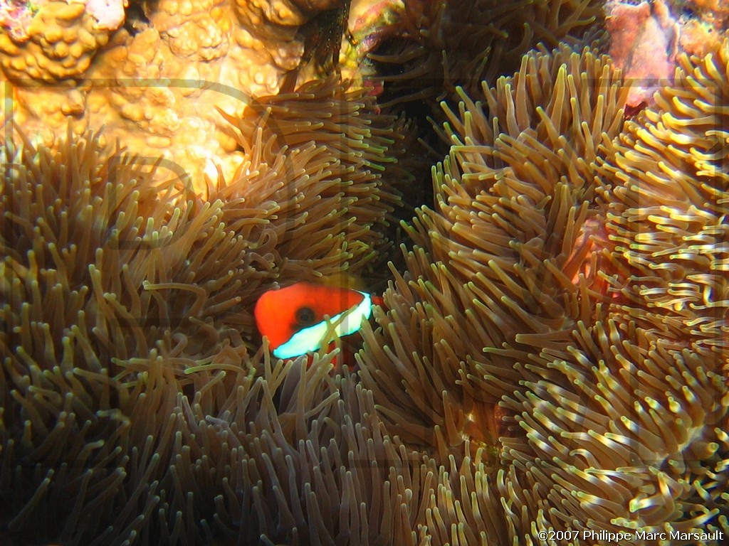 /ecran/Vanuatu_586.jpg