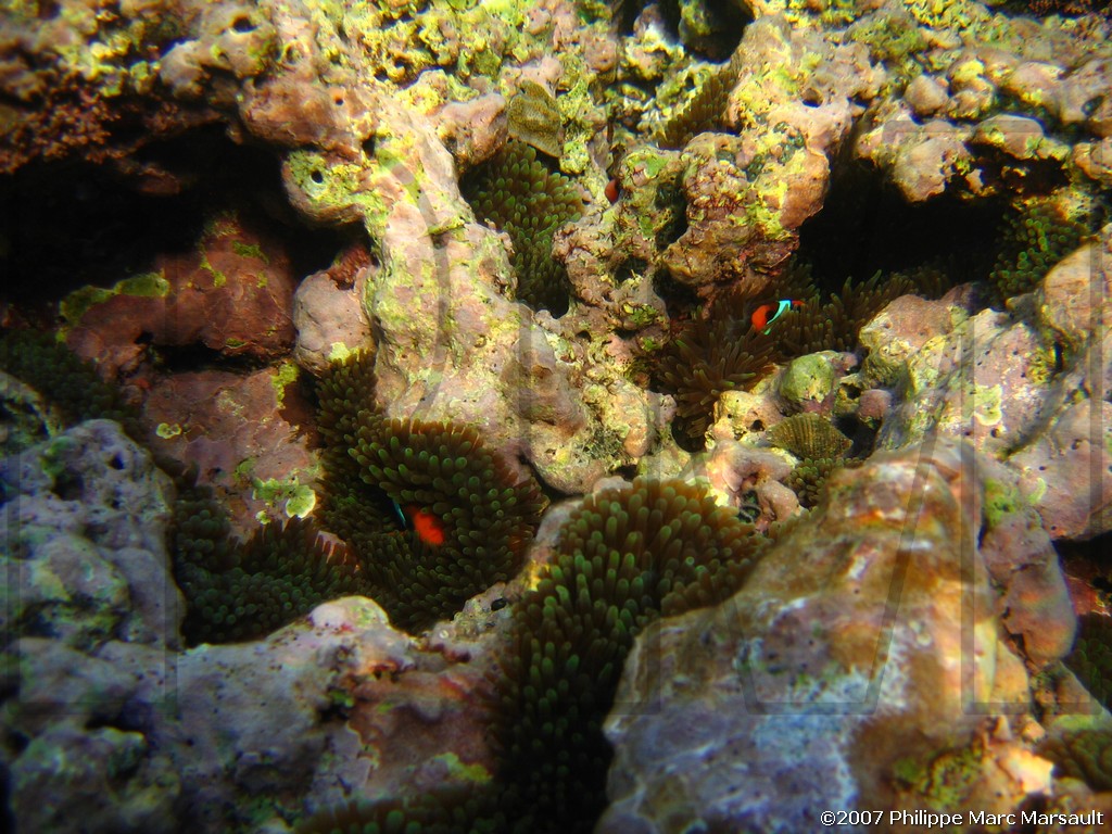 /ecran/Vanuatu_590.jpg