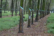 vignette Vietnam_2016_0579.jpg