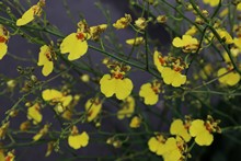 vignette Vietnam_2016_0662.jpg