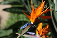 vignette Vietnam_2016_0717.jpg