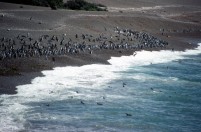 vignette argentine_058.jpg 