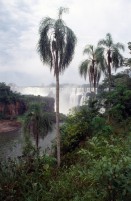 vignette argentine_072.jpg 
