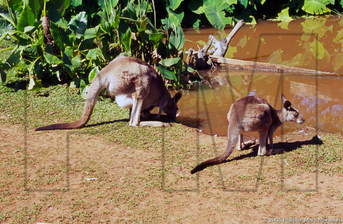 /ecran/D_australie_2005_047.jpg
