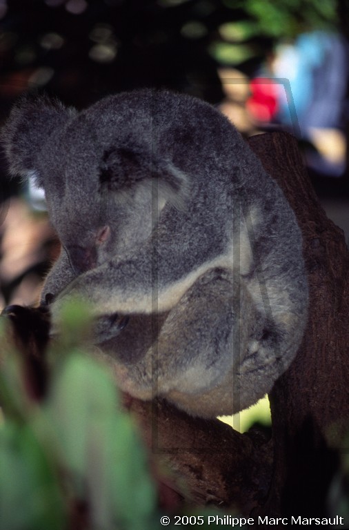 /ecran/D_australie_2005_051.jpg
