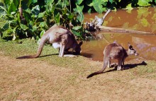 vignette D_australie_2005_047.jpg 