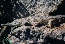 vignette D_australie_2005_049.jpg 