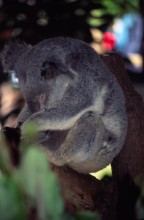 vignette D_australie_2005_051.jpg 