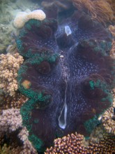 vignette N_australie_2005_364.jpg 