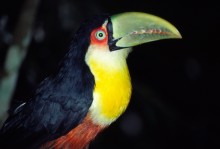 vignette D_bresil_2005_002 